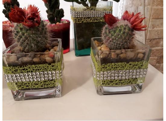 Decorative Cactus Plant - Home Decor|Set of 2 plants